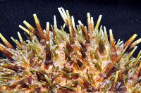蒼白球海膽藏品圖，第3張