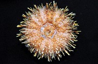 蒼白球海膽藏品圖，第4張
