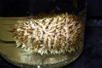 蒼白球海膽藏品圖，第6張