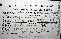 蒼白球海膽藏品圖，第8張
