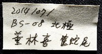 北極筐蛇尾藏品圖，第11張