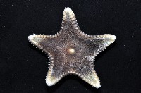 未知種櫛盤海星藏品圖，第2張