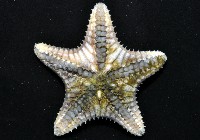 未知種櫛盤海星藏品圖，第7張