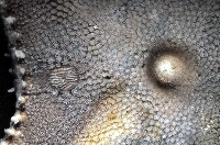 未知種櫛盤海星藏品圖，第8張