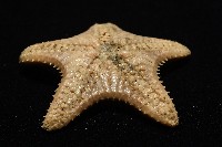 未知種櫛盤海星藏品圖，第12張