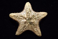 未知種櫛盤海星藏品圖，第14張