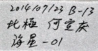 未知種櫛盤海星藏品圖，第15張