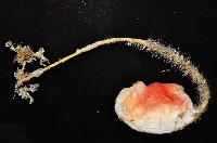 北極有柄海鞘藏品圖，第2張