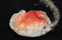 北極有柄海鞘藏品圖，第3張