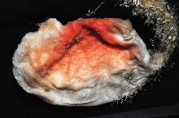 北極有柄海鞘藏品圖，第4張