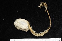 北極有柄海鞘藏品圖，第5張