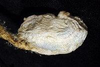 北極有柄海鞘藏品圖，第6張