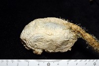 北極有柄海鞘藏品圖，第7張