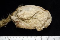 北極有柄海鞘藏品圖，第8張