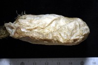 北極有柄海鞘藏品圖，第10張