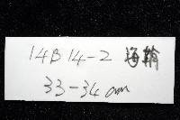 北極有柄海鞘藏品圖，第11張