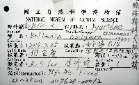 北極有柄海鞘藏品圖，第12張