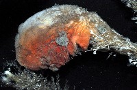 北極有柄海鞘藏品圖，第2張