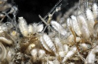 北極有柄海鞘藏品圖，第4張