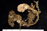 北極有柄海鞘藏品圖，第5張