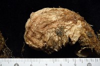 北極有柄海鞘藏品圖，第6張