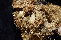 北極有柄海鞘藏品圖，第7張