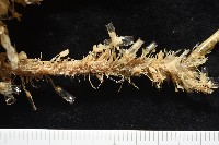 北極有柄海鞘藏品圖，第8張