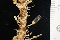 北極有柄海鞘藏品圖，第9張