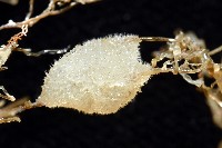 北極有柄海鞘藏品圖，第10張