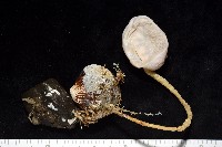 北極有柄海鞘藏品圖，第1張