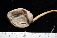 北極有柄海鞘藏品圖，第2張