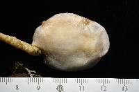 北極有柄海鞘藏品圖，第3張