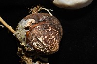 北極有柄海鞘藏品圖，第4張