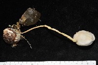 北極有柄海鞘藏品圖，第5張