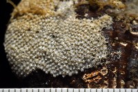 北極有柄海鞘藏品圖，第6張