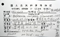 北極有柄海鞘藏品圖，第8張