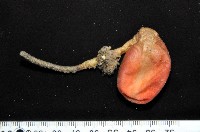 北極有柄海鞘藏品圖，第1張