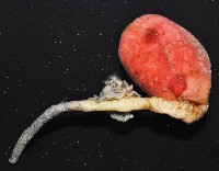 北極有柄海鞘藏品圖，第4張