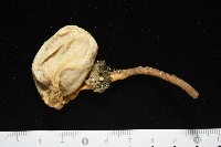 北極有柄海鞘藏品圖，第5張