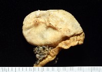 北極有柄海鞘藏品圖，第6張