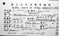 北極有柄海鞘藏品圖，第8張
