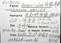 未知種海盤車藏品圖，第12張