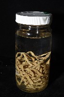 未知種紐蟲藏品圖，第6張