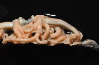 北極筐蛇尾藏品圖，第8張