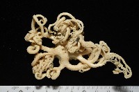 北極筐蛇尾藏品圖，第10張