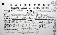 北極筐蛇尾藏品圖，第12張