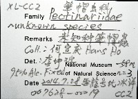 未知種筆帽蟲藏品圖，第16張