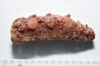 未知種海蛞蝓藏品圖，第1張