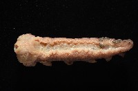 未知種海蛞蝓藏品圖，第2張