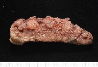 未知種海蛞蝓藏品圖，第3張